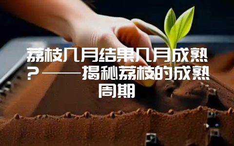 荔枝几月结果几月成熟？——揭秘荔枝的成熟周期-会东网