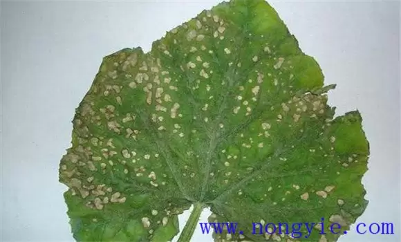 南瓜角斑病症状及治疗方法 南瓜角斑病用什么治-会东网
