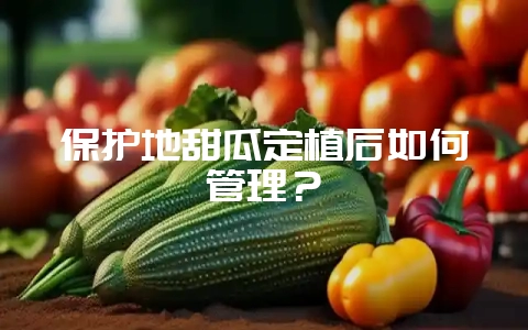 保护地甜瓜定植后如何管理？-会东网