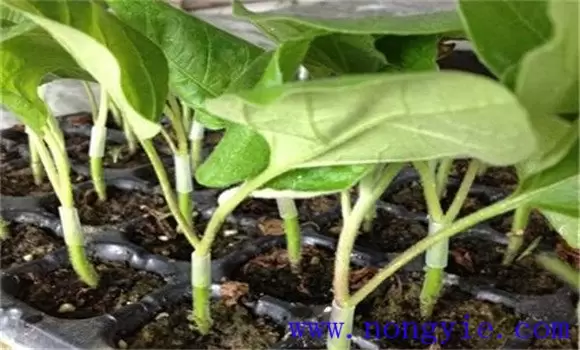 茄子的嫁接育苗技术 茄子嫁接注意事项-会东网