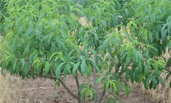 桃树采摘后施什么肥 桃树采果后如何管理-会东网