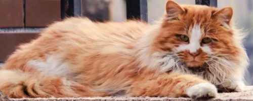 一直高冷的猫咪为什么突然变得粘人，一般表明它生病了-会东网