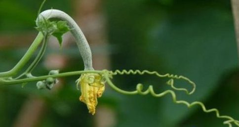 丝瓜烂花怎么办 丝瓜烂花的原因及防治方法-会东网