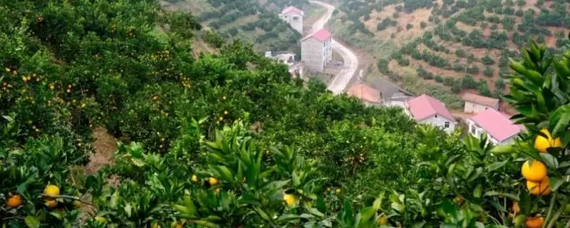 返乡创业的原因是什么，优势何在-会东网