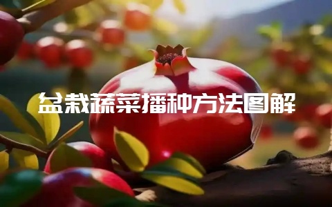 盆栽蔬菜播种方法图解-会东网
