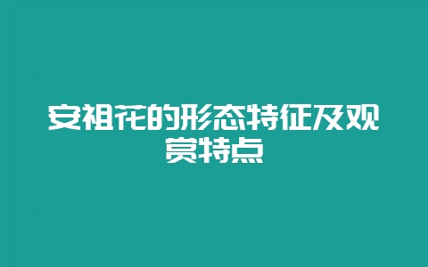 安祖花的形态特征及观赏特点-会东网