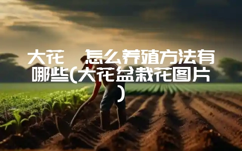 大花卉怎么养殖方法有哪些(大花盆栽花图片)-会东网