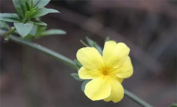 迎春花的生长习性-会东网