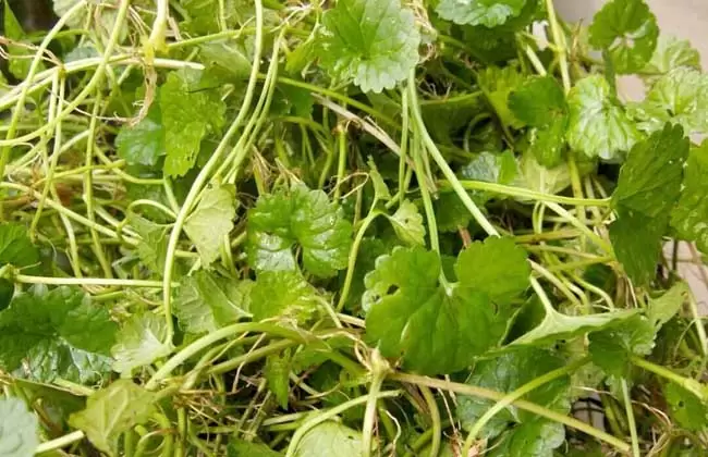 金钱草的食用方法-会东网