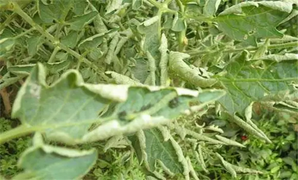 番茄卷叶子是什么原因 番茄卷叶原因及防治方法-会东网