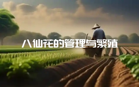 八仙花的管理与繁殖-会东网