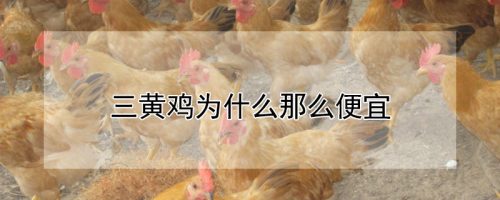 三黄鸡为什么那么便宜-会东网