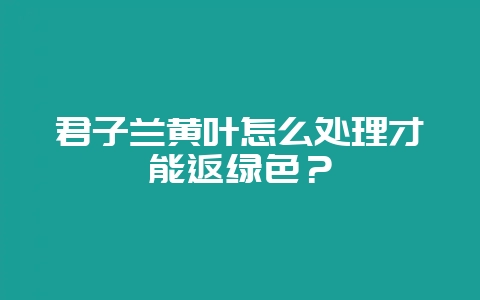 君子兰黄叶怎么处理才能返绿色?插图 君子兰黄叶怎么处理才能返绿色?插图