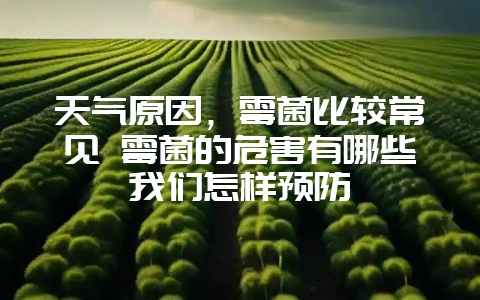 天气原因，霉菌比较常见 霉菌的危害有哪些我们怎样预防-会东网