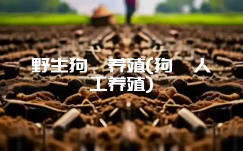 野生狗獾养殖(狗獾人工养殖)-会东网