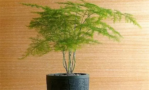 文竹的繁殖方法和注意事项-会东网