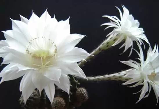如何才能使仙人球开花？-会东网