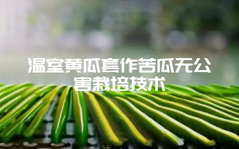 温室黄瓜套作苦瓜无公害栽培技术-会东网