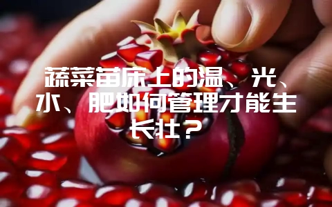 蔬菜苗床上的温、光、水、肥如何管理才能生长壮?插图 蔬菜苗床上的温、光、水、肥如何管理才能生长壮?插图