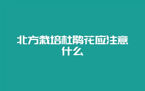北方栽培杜鹃花应注意什么-会东网