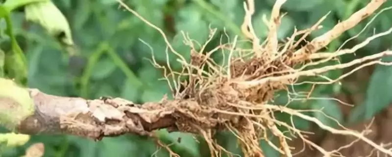 花盆里有蚯蚓是好还是坏-会东网