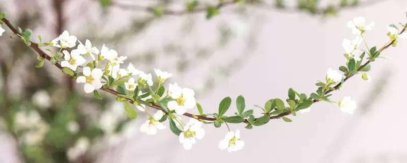 雪柳干枝为什么能开花-会东网
