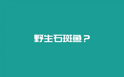 野生石斑鱼？-会东网