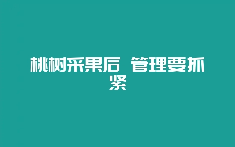 桃树采果后 管理要抓紧-会东网