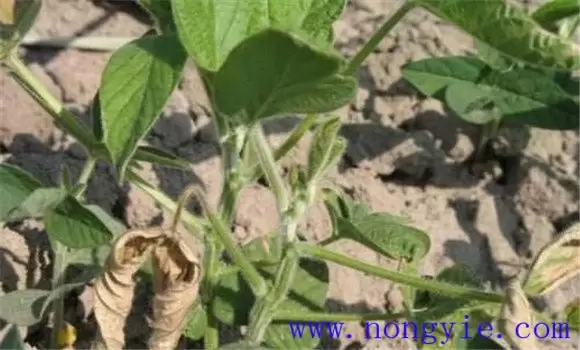 茄子病毒病的症状 发生茄子病毒病怎么办-会东网