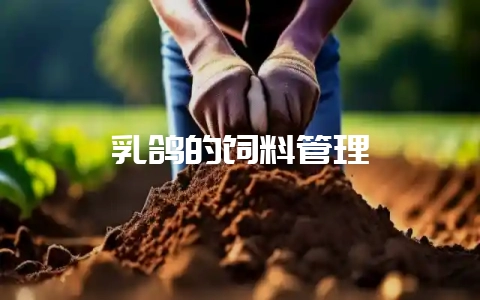 乳鸽的饲料管理-会东网