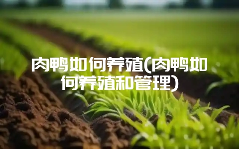 肉鸭如何养殖(肉鸭如何养殖和管理)-会东网