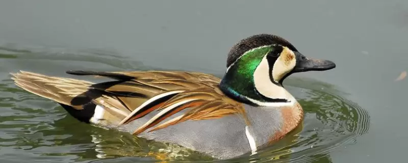 养鸭技术与鸭病的防治-会东网