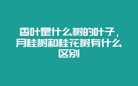 香叶是什么树的叶子,月桂树和桂花树有什么区别插图 香叶是什么树的叶子,月桂树和桂花树有什么区别插图