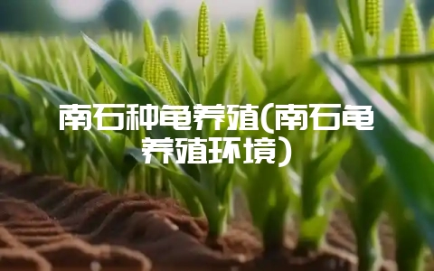 南石种龟养殖(南石龟养殖环境)插图 南石种龟养殖(南石龟养殖环境)插图