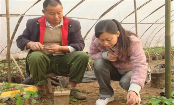 茄子嫁接砧木和接穗育苗方法-会东网