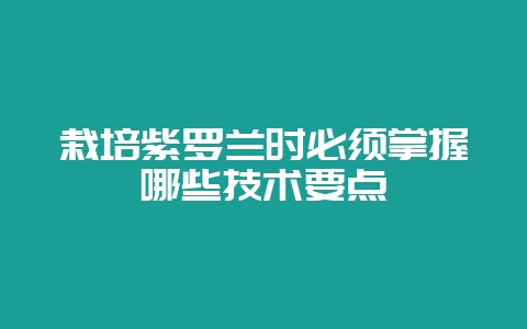 栽培紫罗兰时必须掌握哪些技术要点-会东网