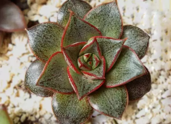 常见的多肉植物怎么养？-会东网