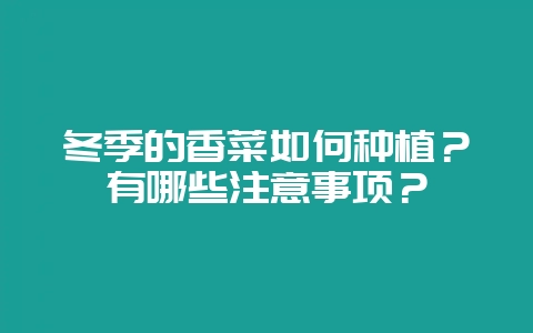 冬季的香菜如何种植？有哪些注意事项？-会东网