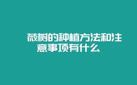 蔷薇树的种植方法和注意事项有什么插图 蔷薇树的种植方法和注意事项有什么插图