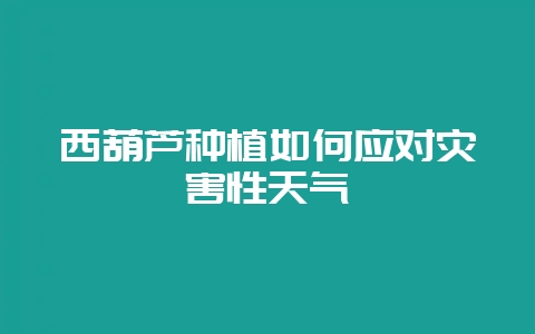 西葫芦种植如何应对灾害性天气-会东网