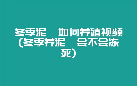冬季泥鳅如何养殖视频(冬季养泥鳅会不会冻死)-会东网