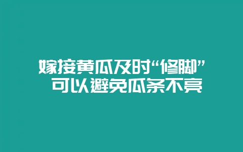 嫁接黄瓜及时“修脚” 可以避免瓜条不亮-会东网