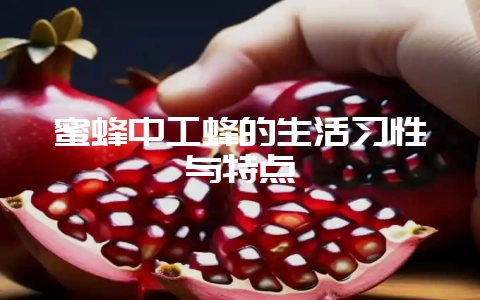 蜜蜂中工蜂的生活习性与特点-会东网