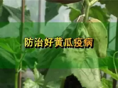 黄瓜疫病防治要点-会东网