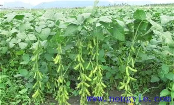 毛豆种植技术和管理技术的四个必知-会东网