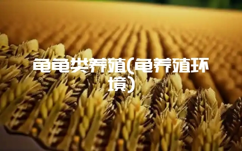 龟龟类养殖(龟养殖环境)-会东网