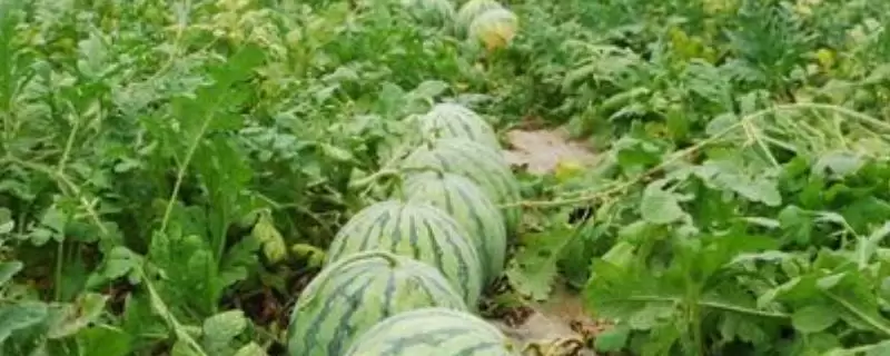 种10亩西瓜能赚多少钱，详细介绍成本和利润-会东网