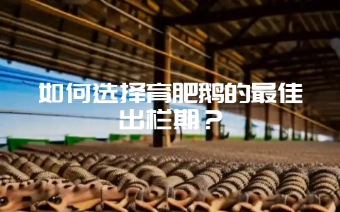 如何选择育肥鹅的最佳出栏期？-会东网