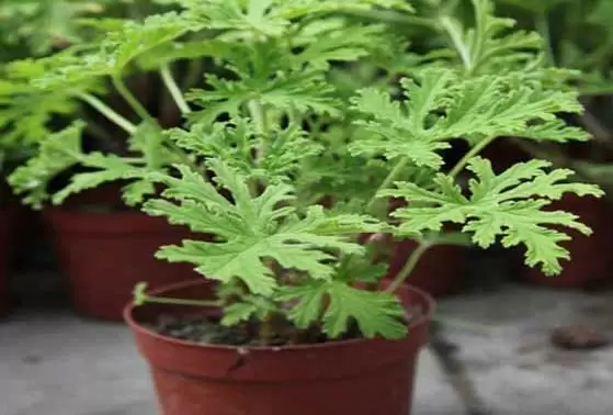 驱蚊草有用吗？-会东网