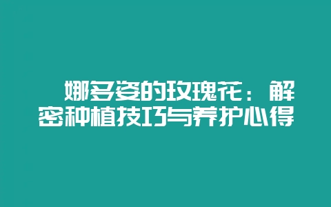 婀娜多姿的玫瑰花：解密种植技巧与养护心得-会东网